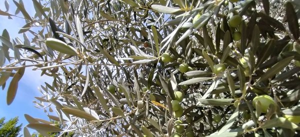 Rama de olivo con aceitunas verdes.